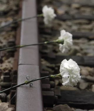 Witte rozen op treinrails